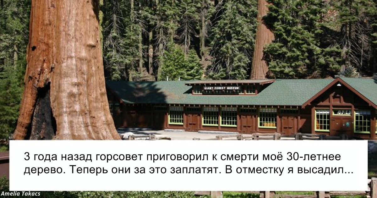 Один чинуша приказал спилить моё 30-летнее дерево. Вот как я ему отомстил!