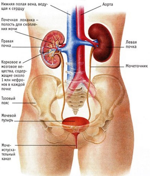 Это средство ОЧИЩАЕТ ПОЧКИ и нормализует высокое давление