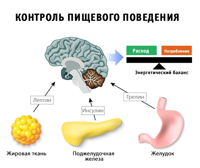 «Правило десяти»: как не испортить свой метаболизм быстро и надежно