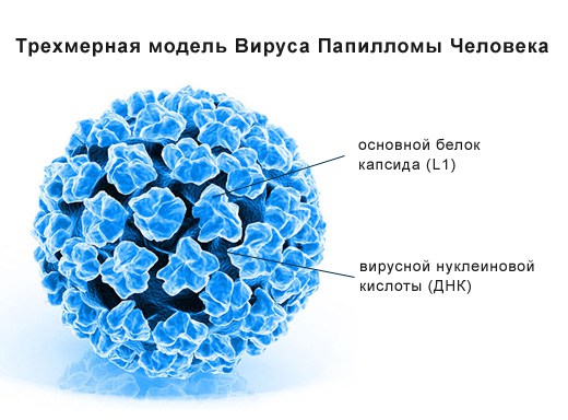 Что женщинам нужно знать о ВПЧ (вирусе папилломы человека)