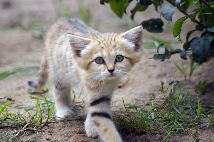 Взрослые песчаные коты выглядят как котята. А их котята тоже выглядят...