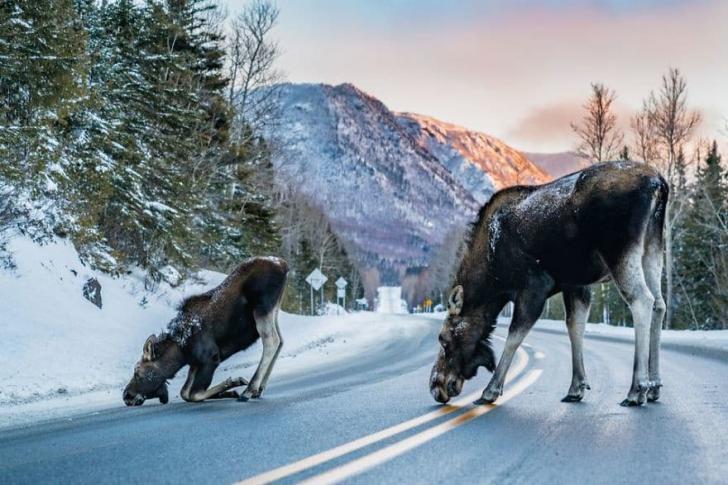 Лучшие фотографии природы National Geographic 2017