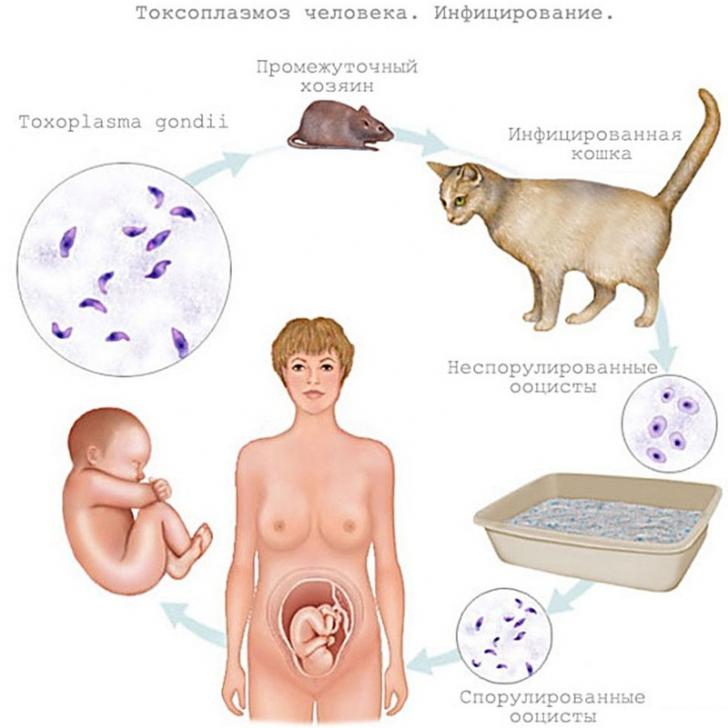 Токсоплазмоз: 7 эффективных рецептов народной медицины 