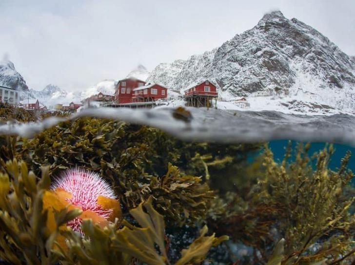 Лучшие фотографии природы National Geographic 2017