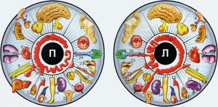 Радужка глаза: экран вашего здоровья
