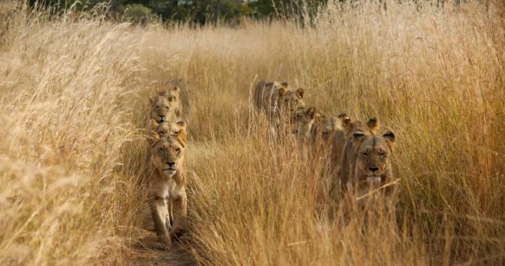 Лучшие фотографии природы National Geographic 2017