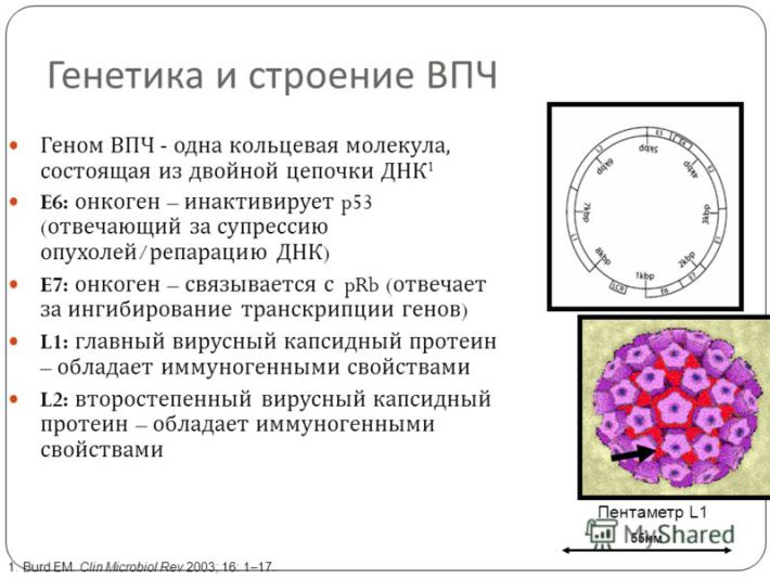 Что женщинам нужно знать о ВПЧ (вирусе папилломы человека)