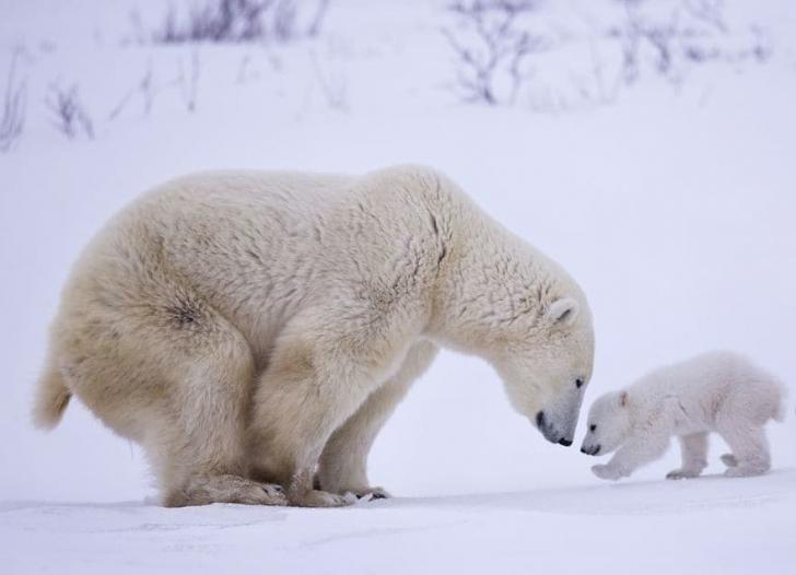 Лучшие фотографии природы National Geographic 2017