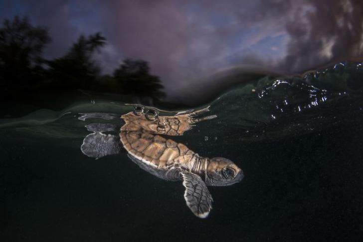 Лучшие фотографии природы National Geographic 2017