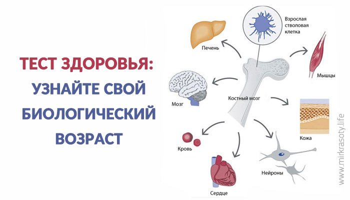 Тест: определяем свой биологический возраст