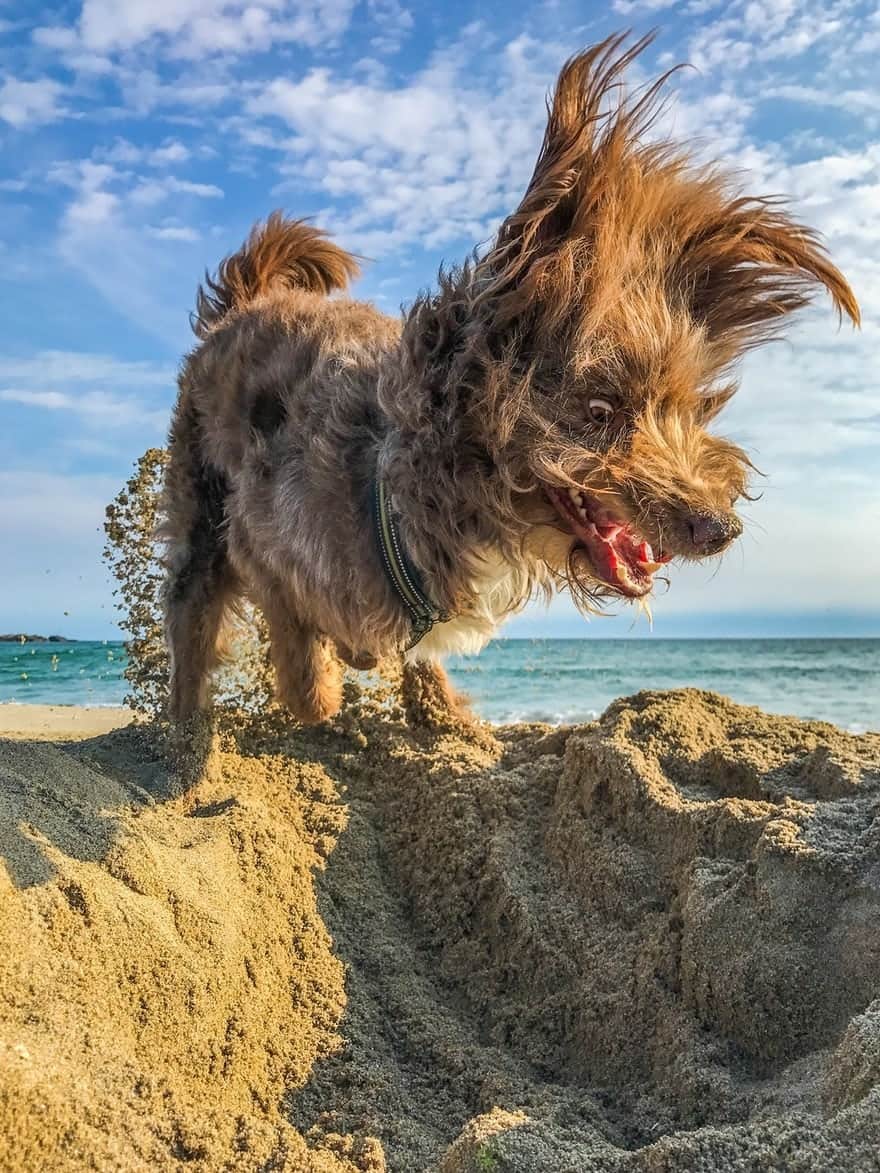 15 «удачных» фотографий, которые заставили зверей краснеть