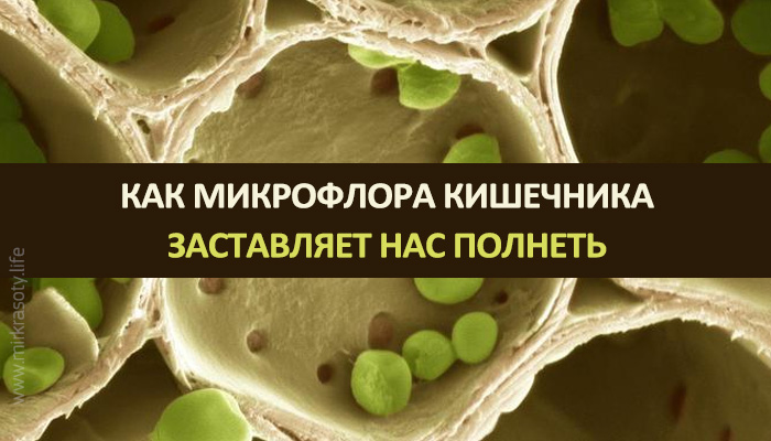 Как нездоровая микрофлора кишечника заставляет нас полнеть