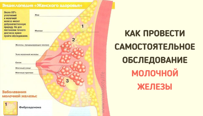 Как провести самостоятельное обследование молочной железы