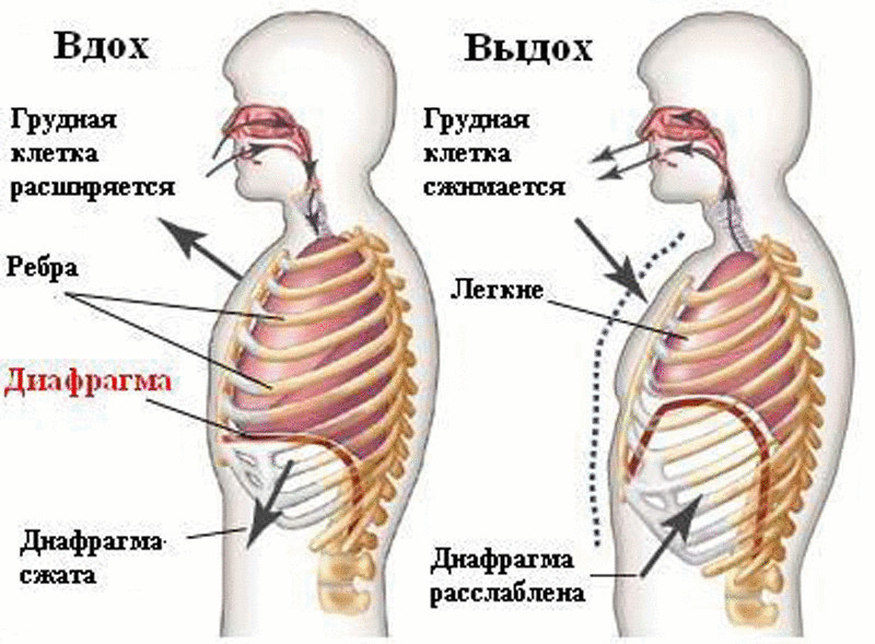 А вы знаете, как правильно дышать?
