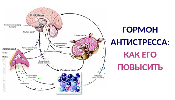 Гормон антистресса: как его повысить