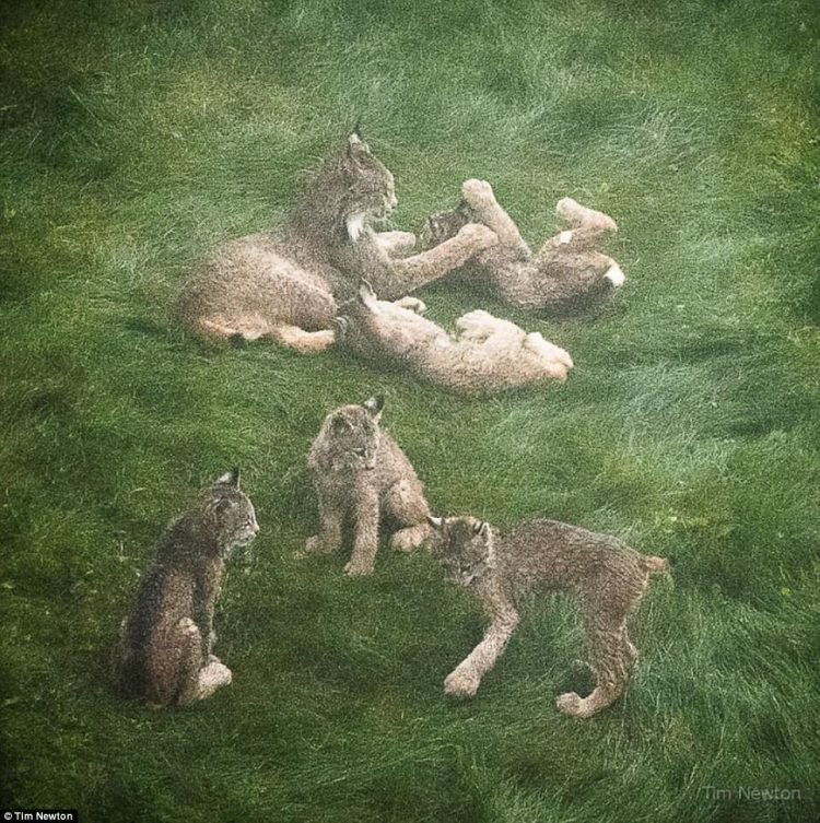 Фотограф из Аляски сделал несколько снимков, а на следующий день ему предлагали за них тысячи долларов!