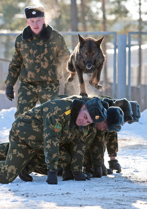 Служебные собаки