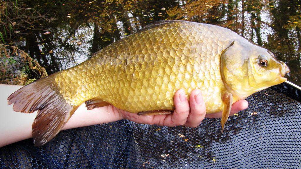 Рыбалка на Вилейском водохранилище