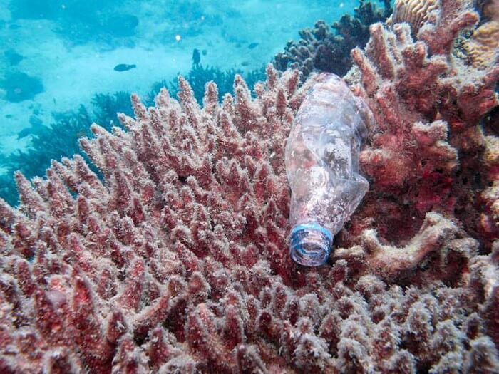 На берег Северного моря выбросило 29 китовых трупов. Вот что обнаружилось у них в животах…