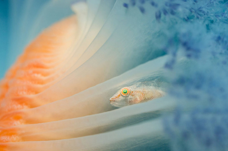 Самые впечатляющие работы конкурса подводной фотографии Underwater Photographer of the Year 2017