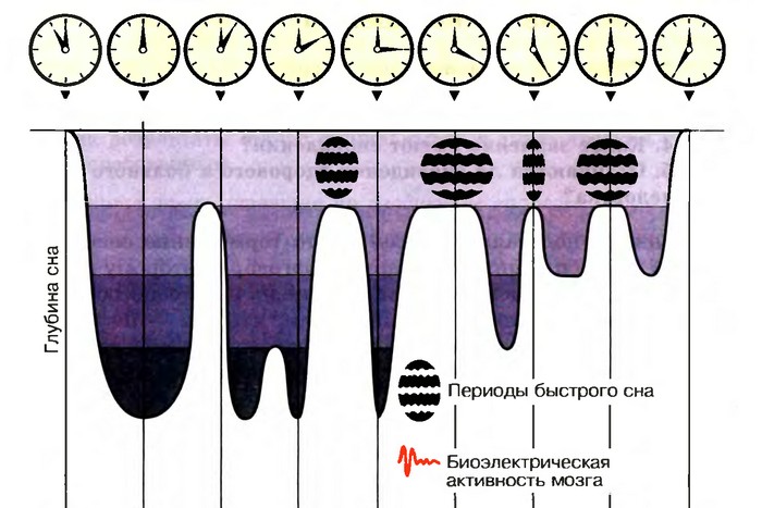 15 малоизвестных фактов о сне, зная которые спать будет спокойнее