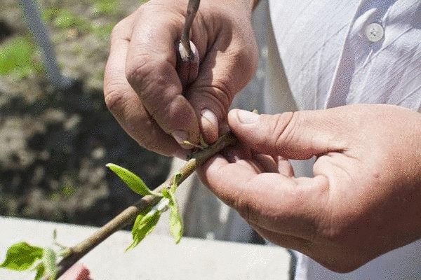 Что такое окулировка плодовых растений и как ее правильно выполнить