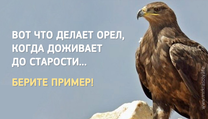 Когда орел доживает до старости, он делает удивительную вещь