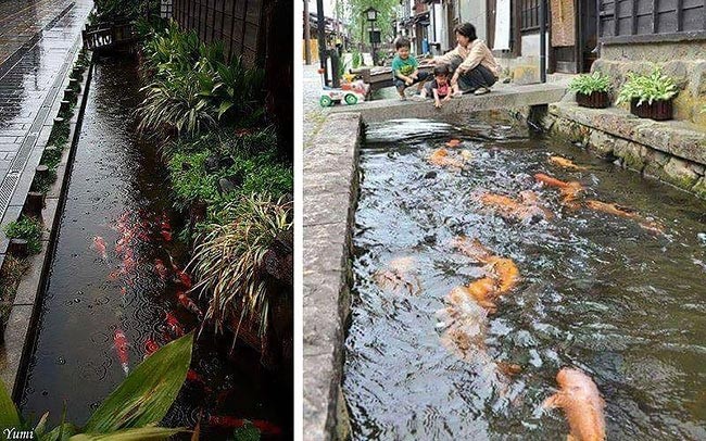 Сливные каналы в Японии настолько чистые, что в них водятся карпы