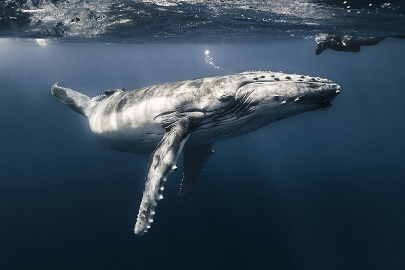 Самые впечатляющие работы конкурса подводной фотографии Underwater Photographer of the Year 2017