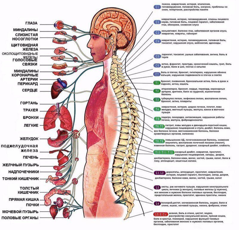 Как проблемы позвоночника влияют на организм
