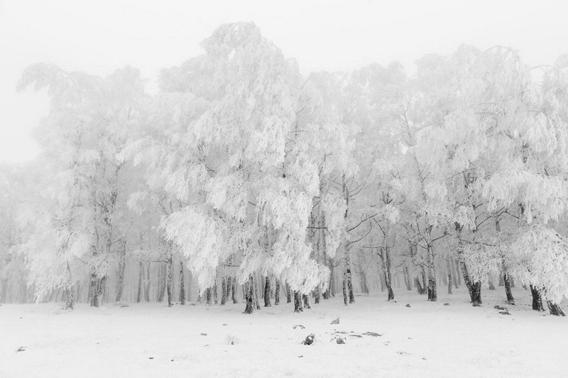 Изумительные снимки с фотоконкурса Sony World Photography Awards 2017