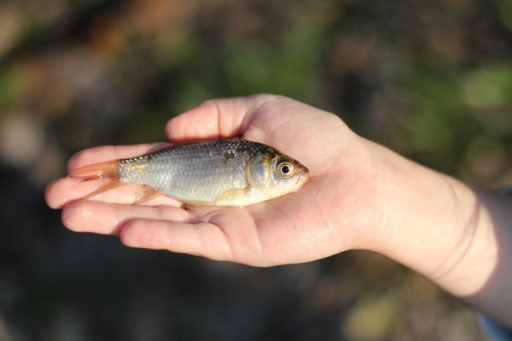 Рыбалка на Вилейском водохранилище