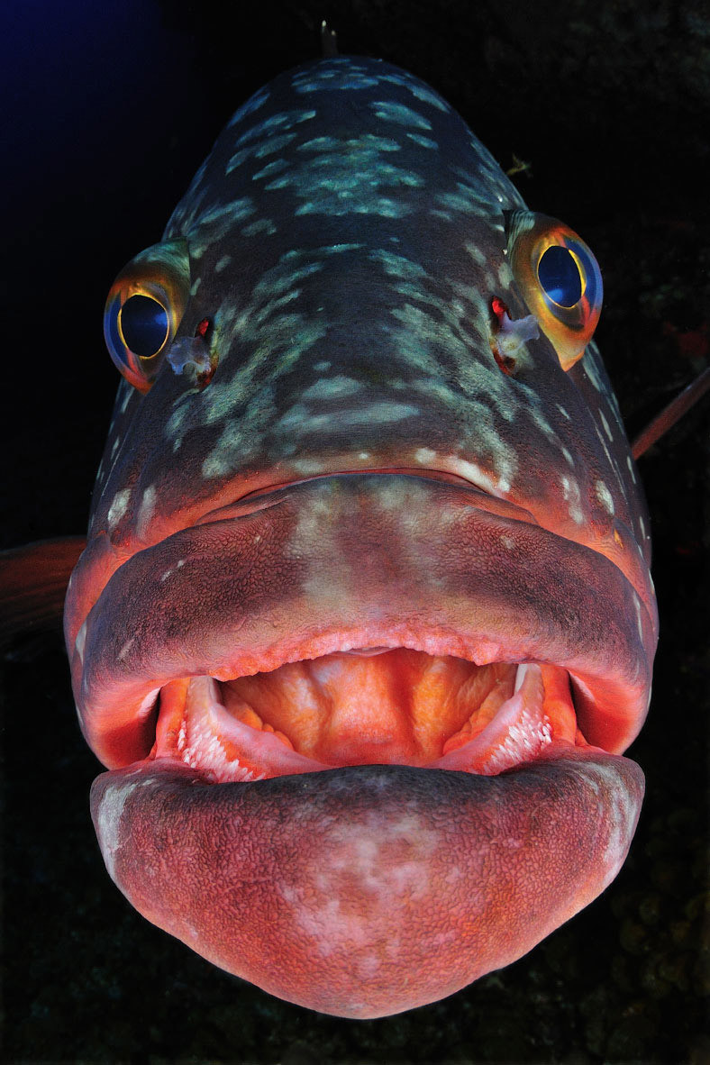 Самые впечатляющие работы конкурса подводной фотографии Underwater Photographer of the Year 2017