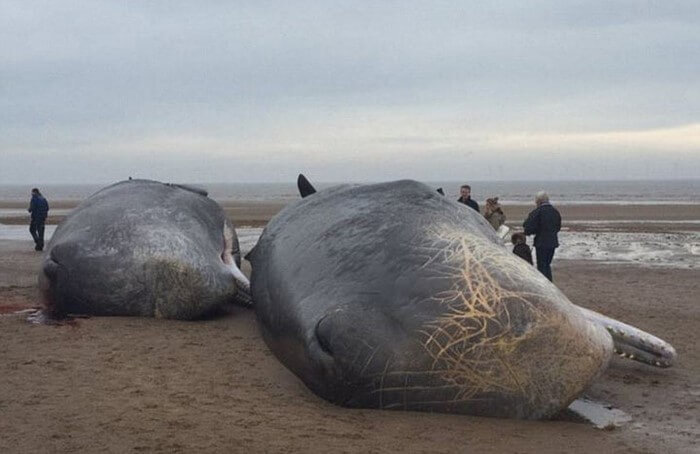 На берег Северного моря выбросило 29 китовых трупов. Вот что обнаружилось у них в животах…