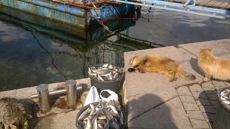 Бедные, голодающие коты Балаклавы