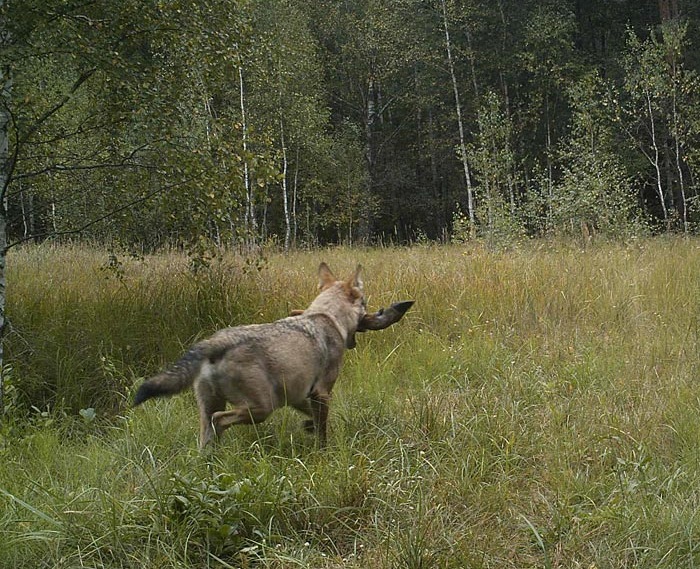 Он установил фотоловушки возле Чернобыля. Камера зафиксировала невероятное!