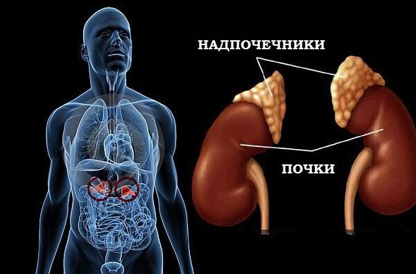 Марва Оганян: «О жизненно важной функции надпочечников»