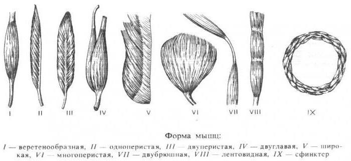 Мышцы. Виды мышц, классификация, их строение и функции. Анатомия мышц