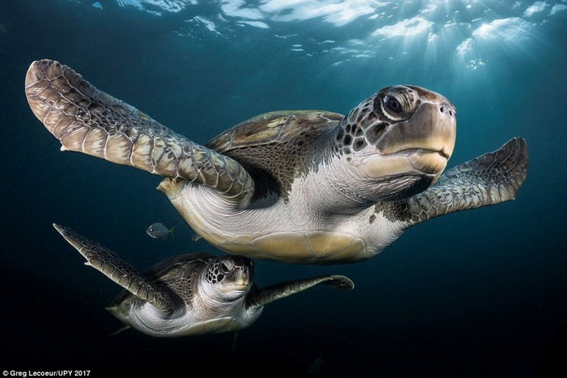 Самые впечатляющие работы конкурса подводной фотографии Underwater Photographer of the Year 2017