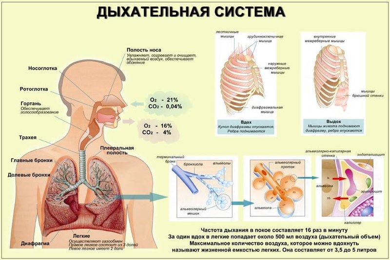 Рэй Пит: Физиология дыхания — ключ к пониманию основных патологий всех органов