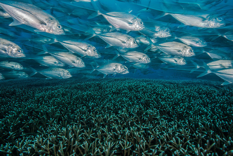 Самые впечатляющие работы конкурса подводной фотографии Underwater Photographer of the Year 2017