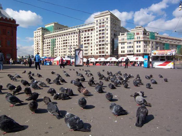 Птицы Подмосковья: список, особенности и интересные факты