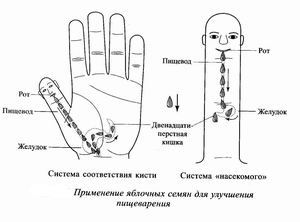 Су-джок-терапия: лечебные точки при несварении желудка