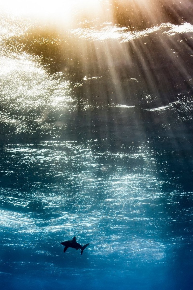 Самые впечатляющие работы конкурса подводной фотографии Underwater Photographer of the Year 2017