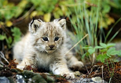 “Котик” с огромными лапками-снегоходами… Вы должны его увидеть!