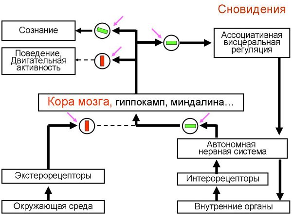 Иван Пигарёв: Зачем нам нужен сон и почему мы видим сны