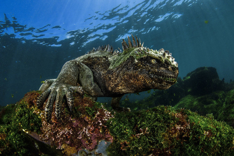 Самые впечатляющие работы конкурса подводной фотографии Underwater Photographer of the Year 2017