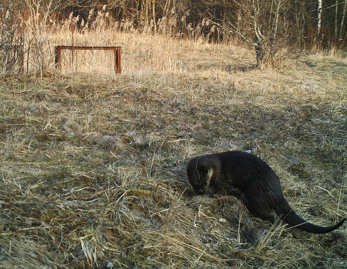 Он установил фотоловушки возле Чернобыля. Камера зафиксировала невероятное!