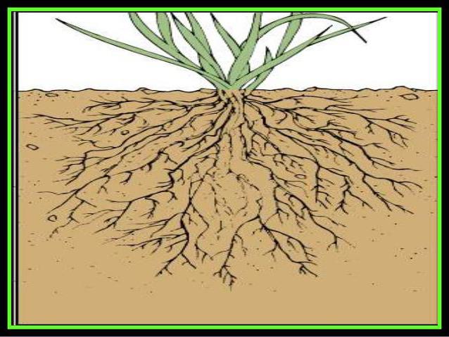 Какие растения имеют мочковатую корневую систему