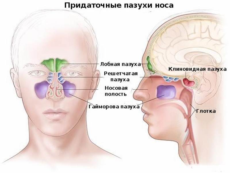 Как избавиться от заложенности носа быстро и без лекарств